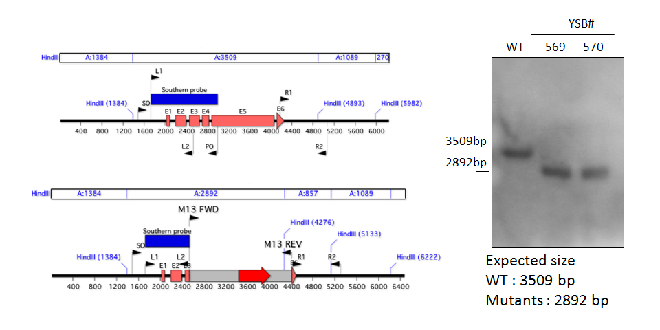 Gene disruption strategy for CNAG_03401T0