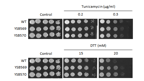 ER stress phenotype for CNAG_03401T0