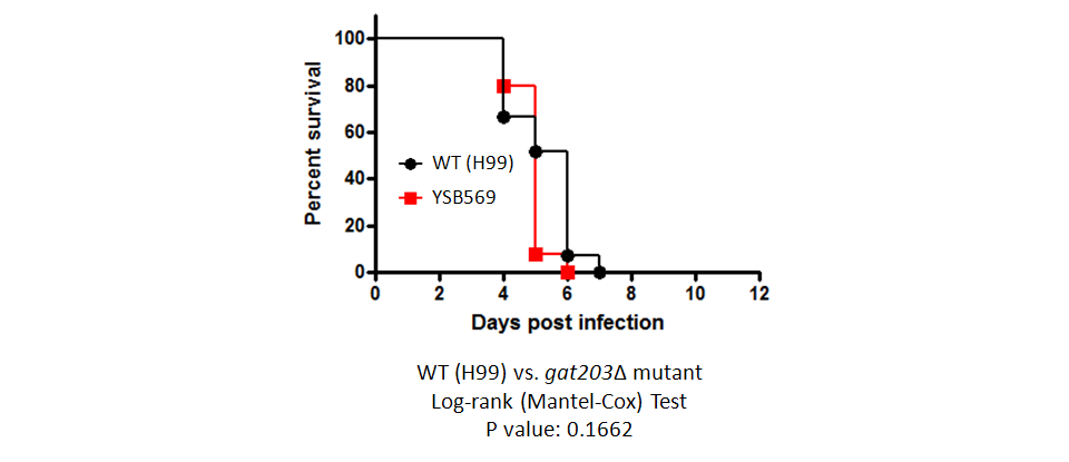 Galleria mellonella virulence data for CNAG_03401T0