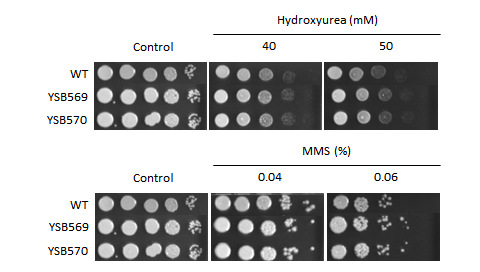 Genotoxic stress phenotype for CNAG_03401T0