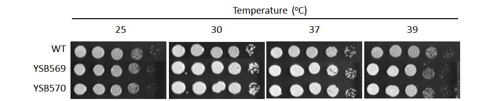 Growth phenotype for CNAG_03401T0