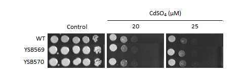 Heavy metal stress phenotype for CNAG_03401T0