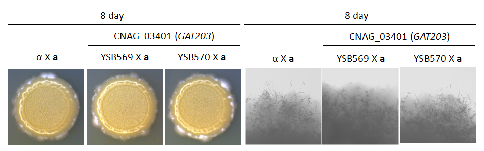 Mating phenotype for CNAG_03401T0