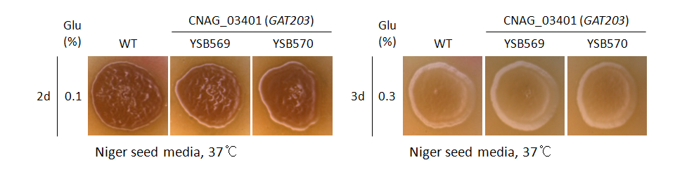 Melanin phenotype for CNAG_03401T0