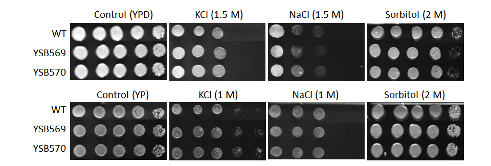 Osmotic stress phenotype for CNAG_03401T0
