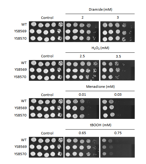 Oxidative stress phenotype for CNAG_03401T0