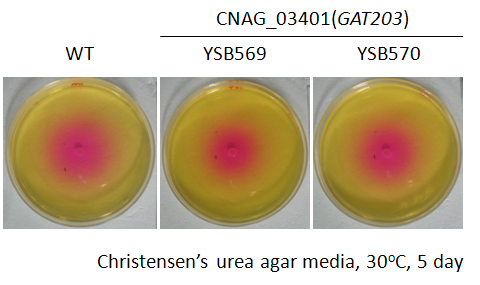 Urease phenotype for CNAG_03401T0