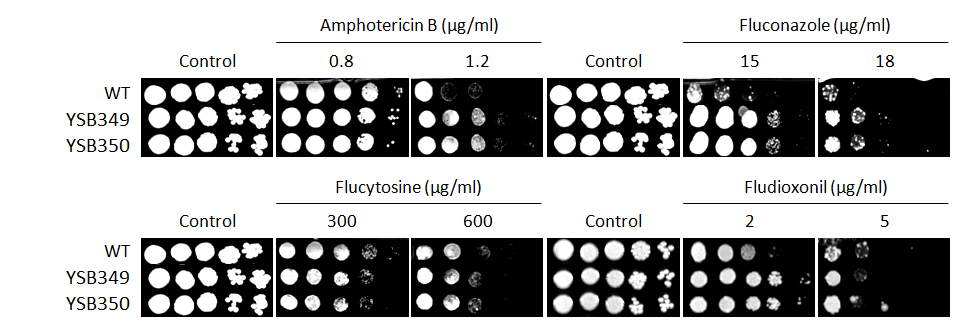Antifungal drug susceptibility for CNAG_03409T0