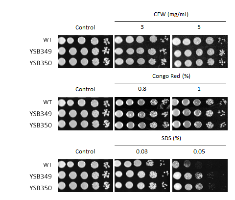 Cell wall stress phenotype for CNAG_03409T0