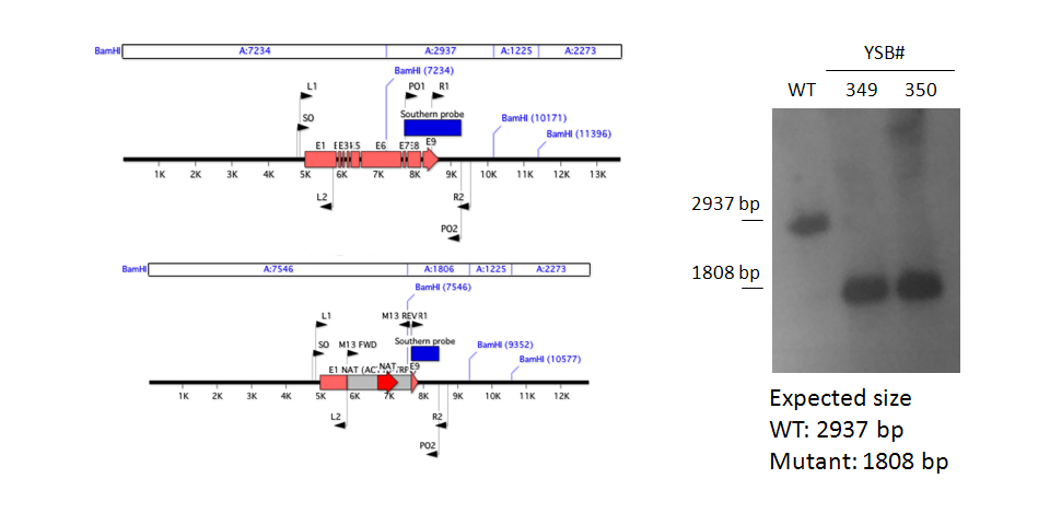 Gene disruption strategy for CNAG_03409T0