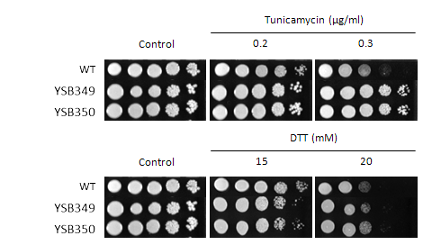 ER stress phenotype for CNAG_03409T0