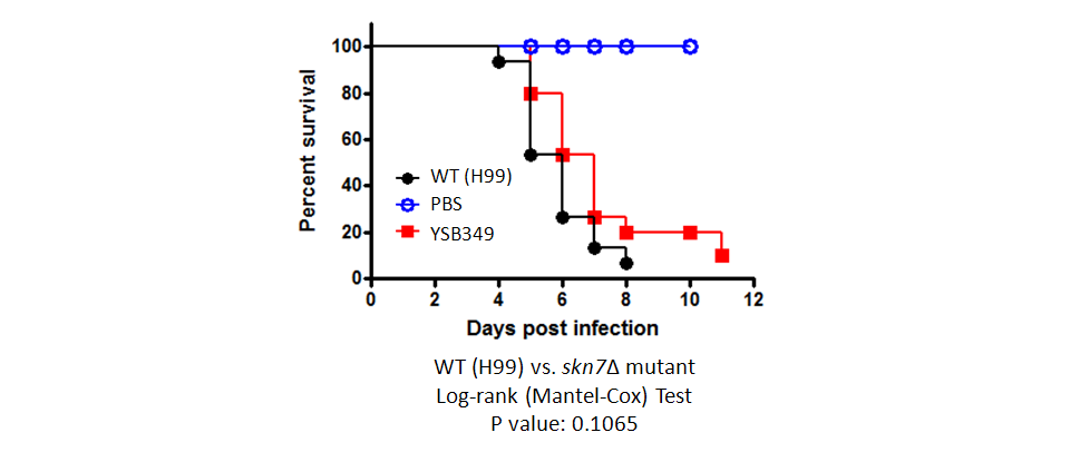 Galleria mellonella virulence data for CNAG_03409T0