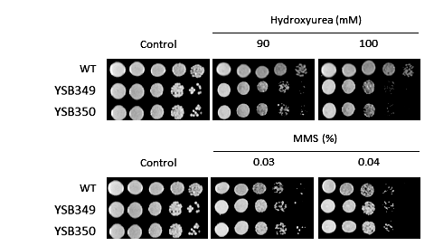 Genotoxic stress phenotype for CNAG_03409T0