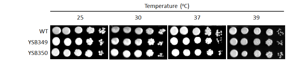 Growth phenotype for CNAG_03409T0