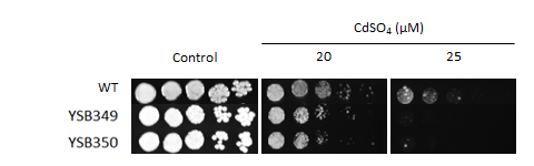 Heavy metal stress phenotype for CNAG_03409T0