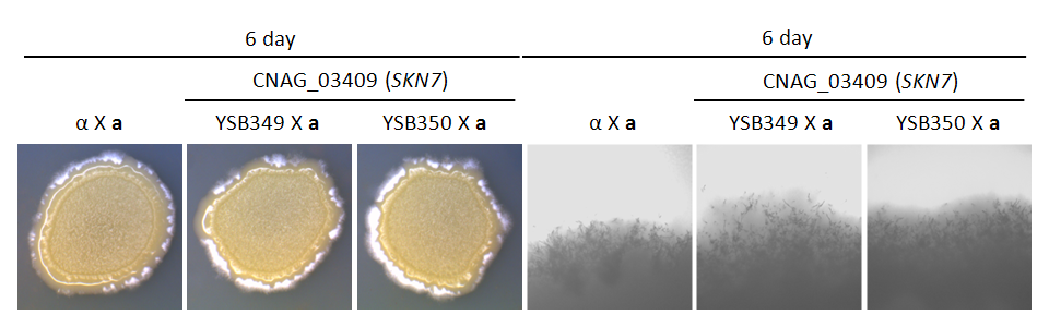 Mating phenotype for CNAG_03409T0