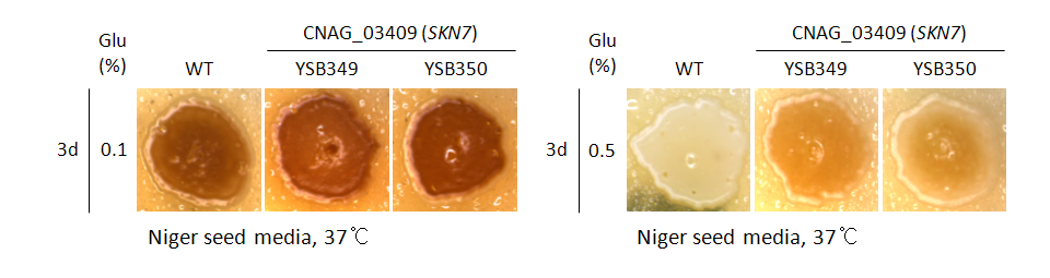 Melanin phenotype for CNAG_03409T0