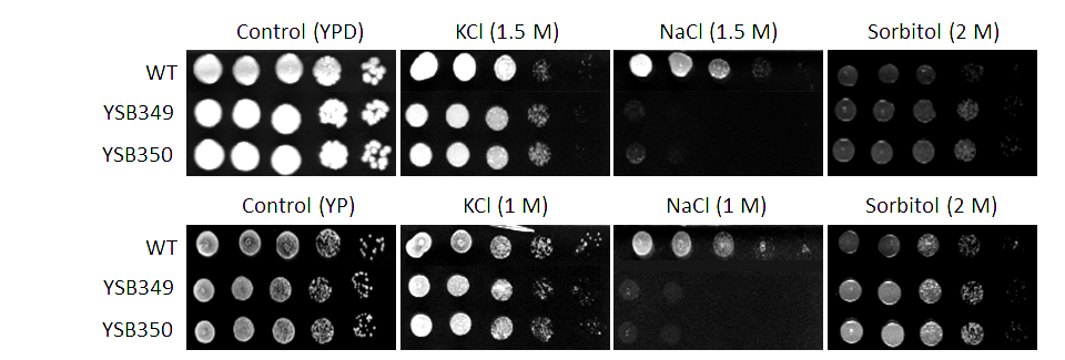 Osmotic stress phenotype for CNAG_03409T0