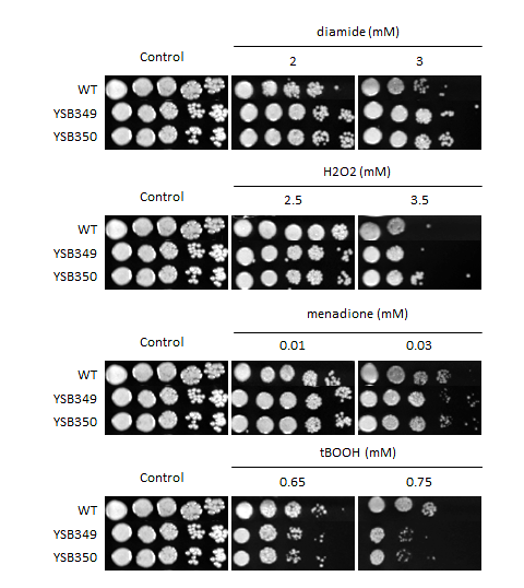 Oxidative stress phenotype for CNAG_03409T0