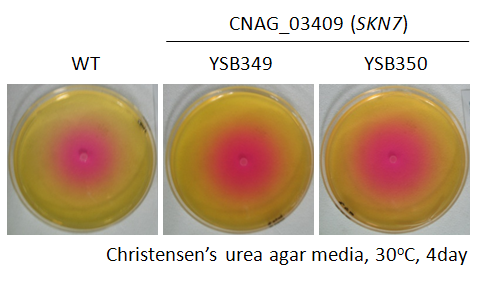 Urease phenotype for CNAG_03409T0