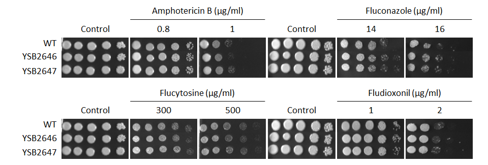 Antifungal drug susceptibility for CNAG_03431T0