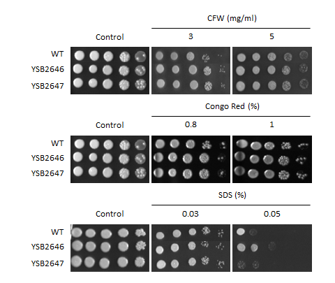 Cell wall stress phenotype for CNAG_03431T0