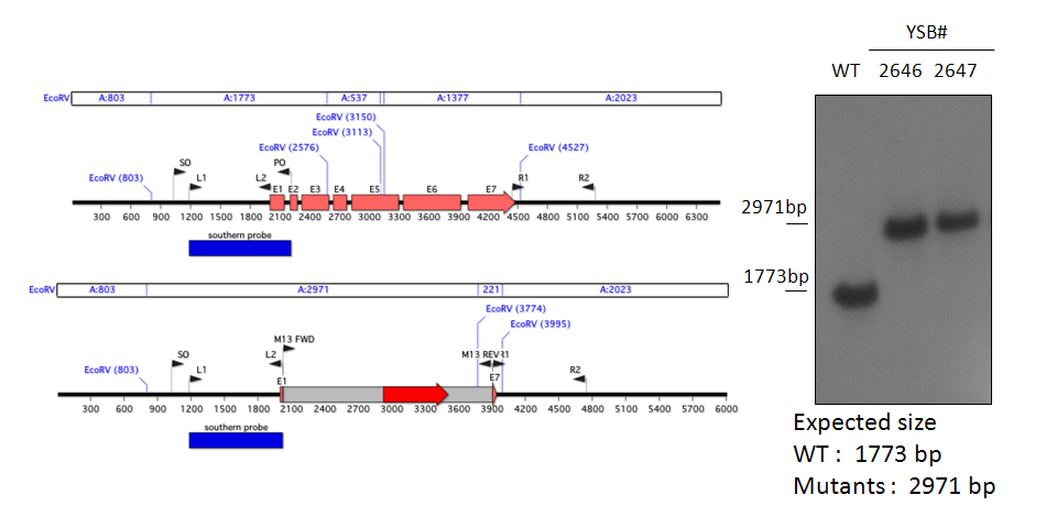 Gene disruption strategy for CNAG_03431T0