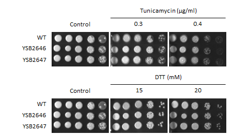 ER stress phenotype for CNAG_03431T0