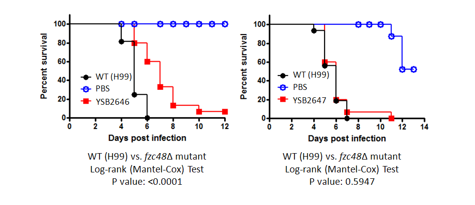 Galleria mellonella virulence data for CNAG_03431T0