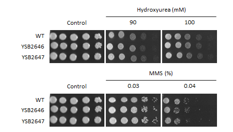 Genotoxic stress phenotype for CNAG_03431T0