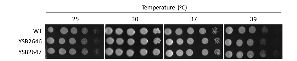Growth phenotype for CNAG_03431T0