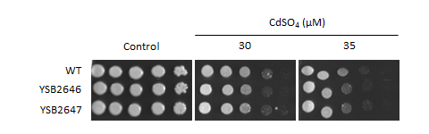Heavy metal stress phenotype for CNAG_03431T0