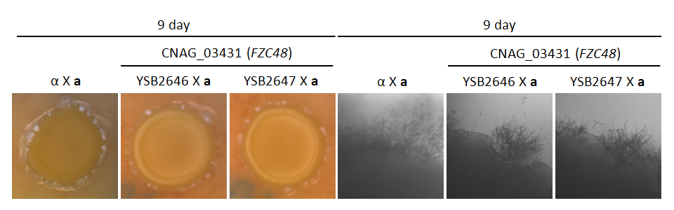 Mating phenotype for CNAG_03431T0