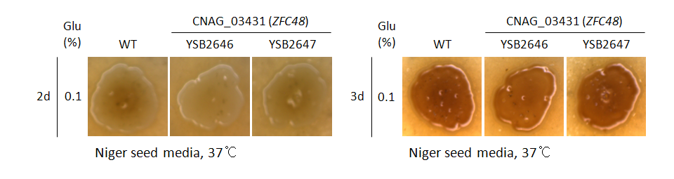 Melanin phenotype for CNAG_03431T0