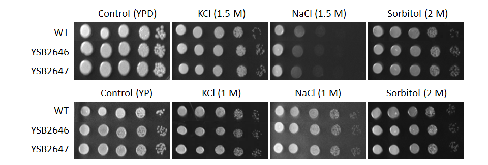 Osmotic stress phenotype for CNAG_03431T0