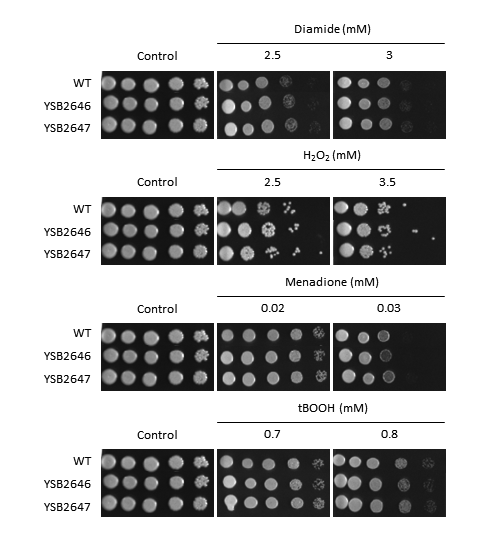 Oxidative stress phenotype for CNAG_03431T0