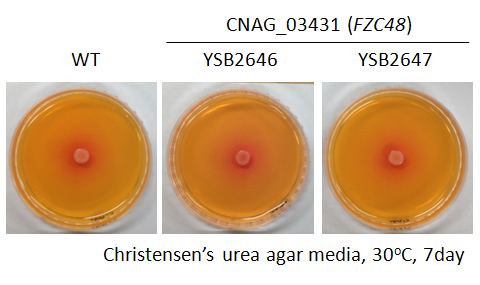 Urease phenotype for CNAG_03431T0