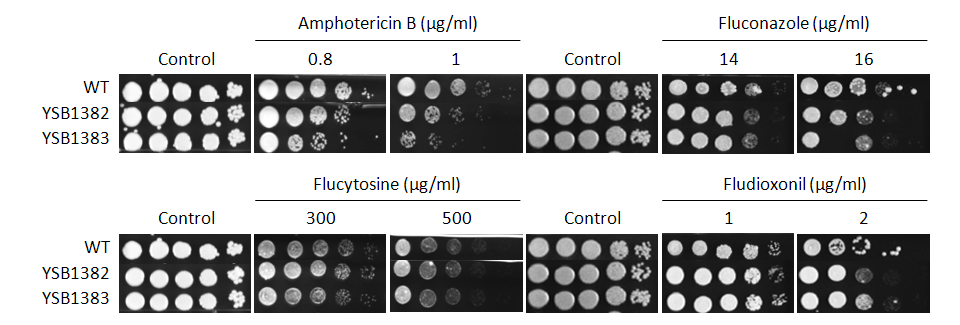 Antifungal drug susceptibility for CNAG_03527T0