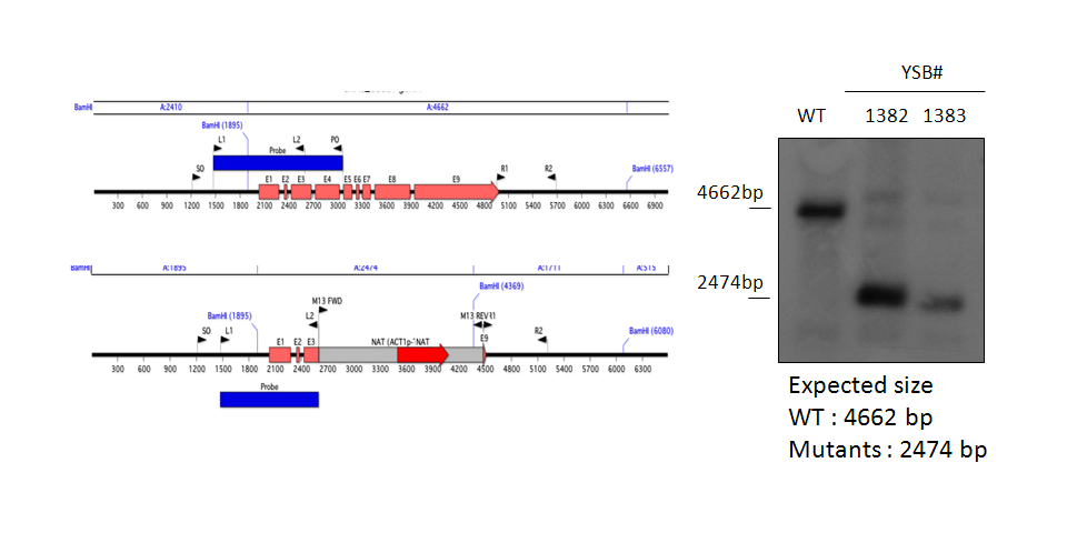 Gene disruption strategy for CNAG_03527T0