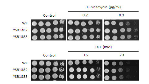 ER stress phenotype for CNAG_03527T0