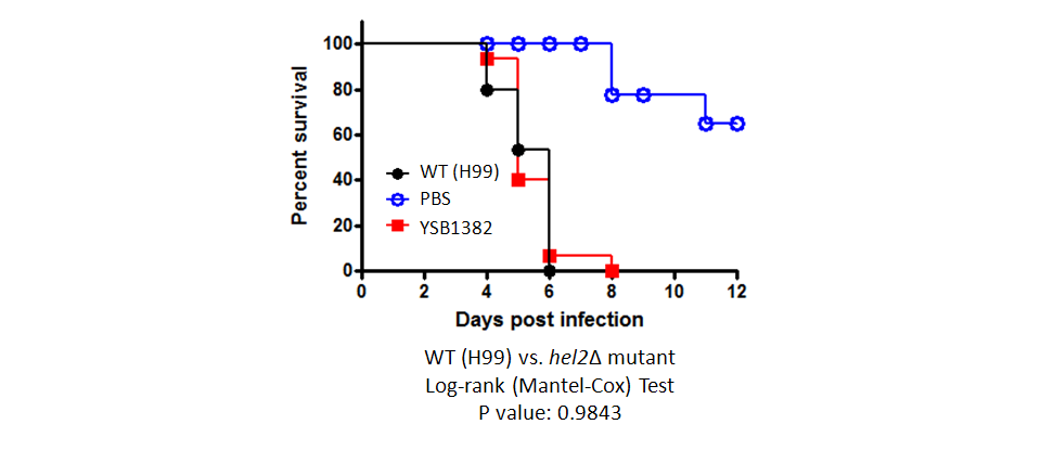 Galleria mellonella virulence data for CNAG_03527T0