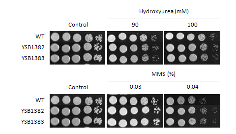 Genotoxic stress phenotype for CNAG_03527T0