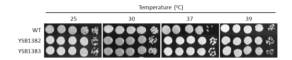 Growth phenotype for CNAG_03527T0