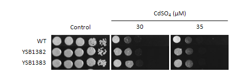 Heavy metal stress phenotype for CNAG_03527T0