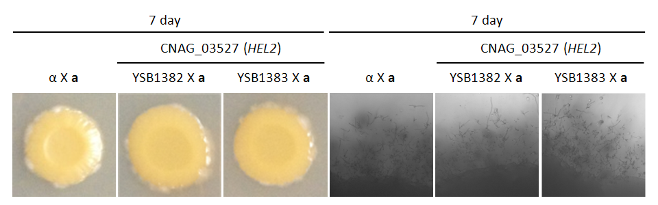 Mating phenotype for CNAG_03527T0