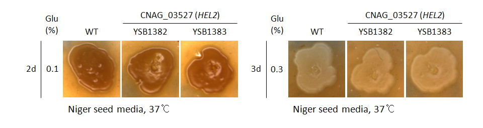 Melanin phenotype for CNAG_03527T0