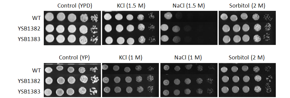 Osmotic stress phenotype for CNAG_03527T0