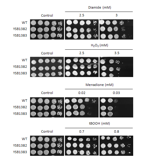 Oxidative stress phenotype for CNAG_03527T0