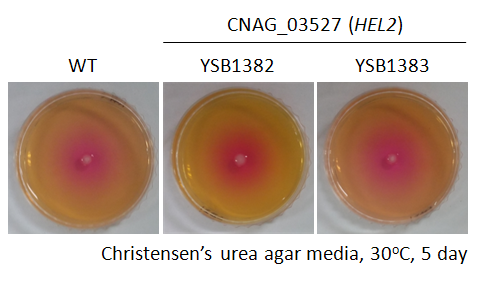 Urease phenotype for CNAG_03527T0