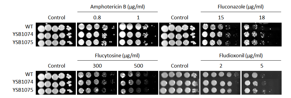 Antifungal drug susceptibility for CNAG_03561T0